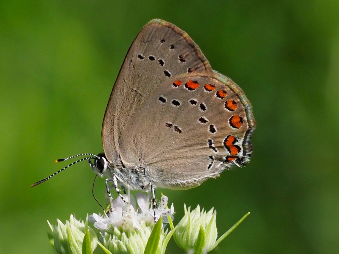 Coral Hairstreak Butterfly
