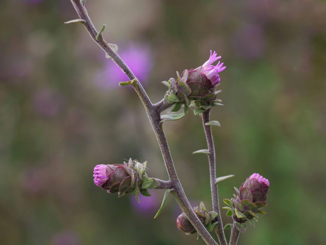 Stem with short hairs