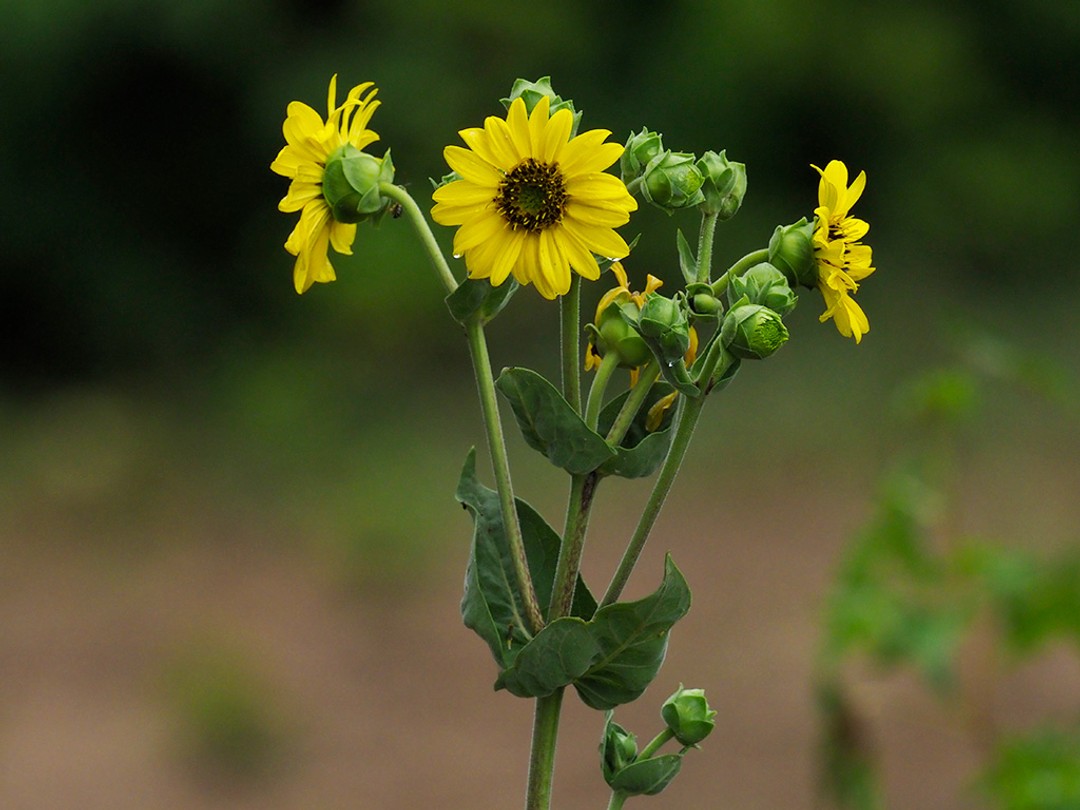 Branching stems with multiple flowers