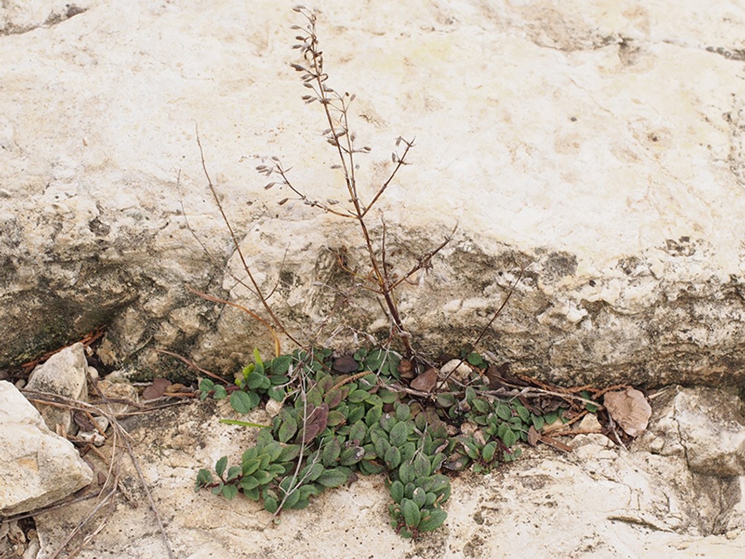Winter leaves in rocky habitat