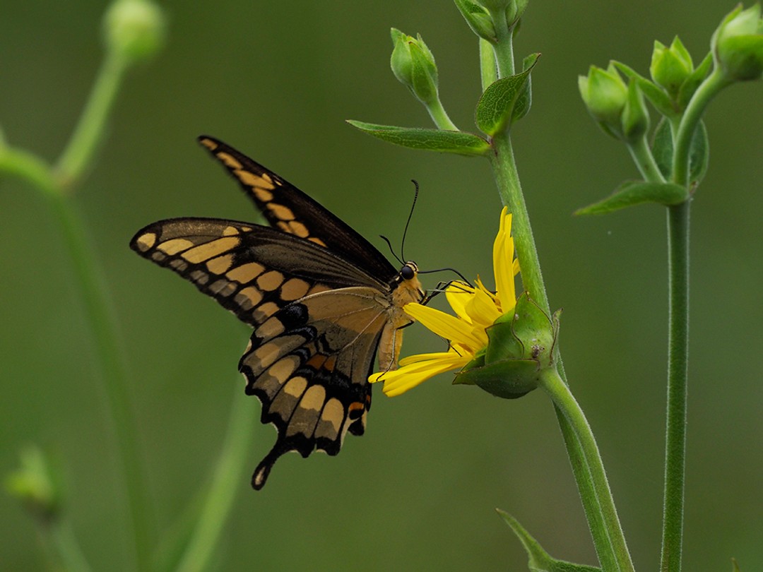 Giant Swallowtail