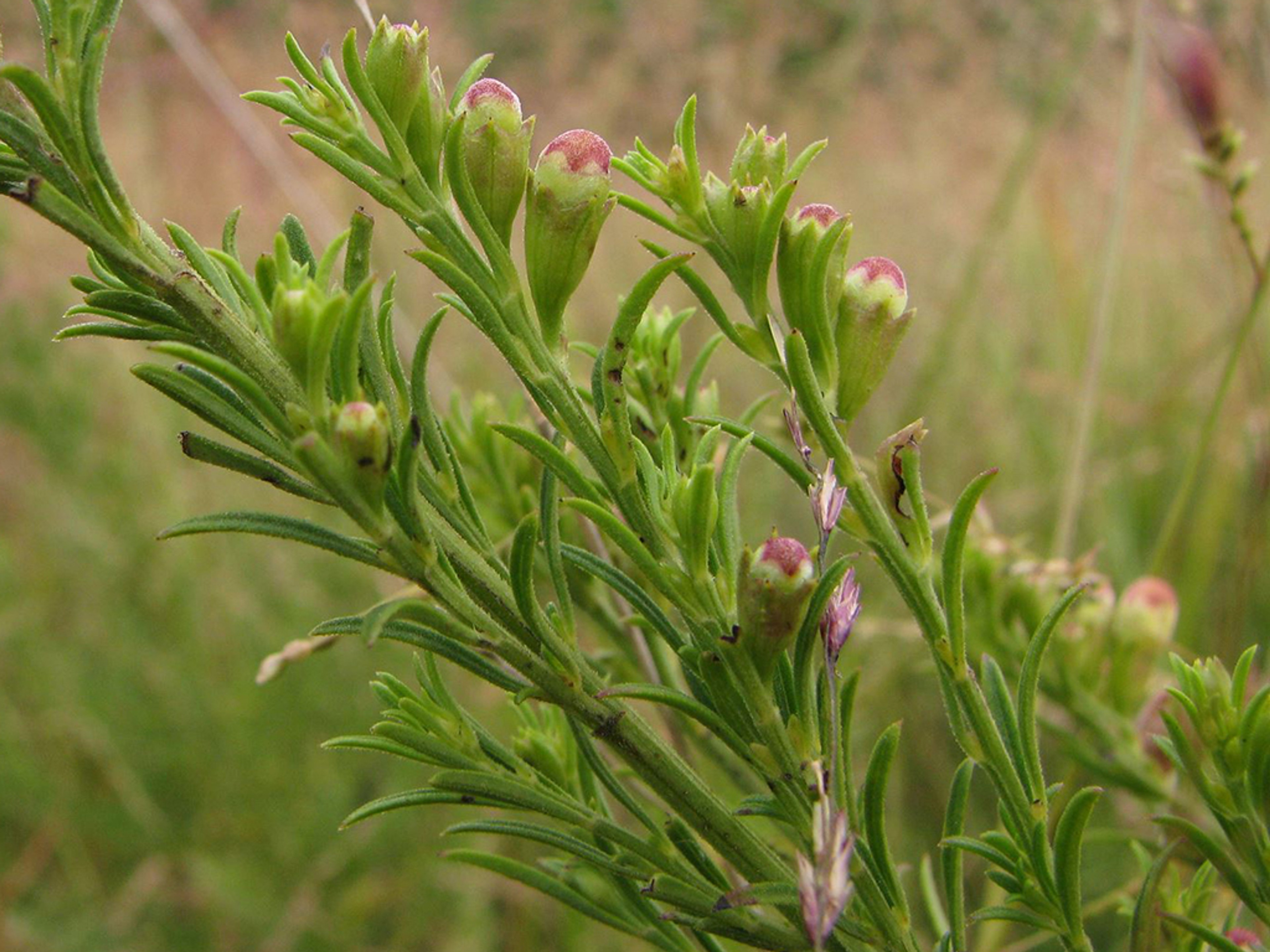 Tufts of leaves along fuzzy stem