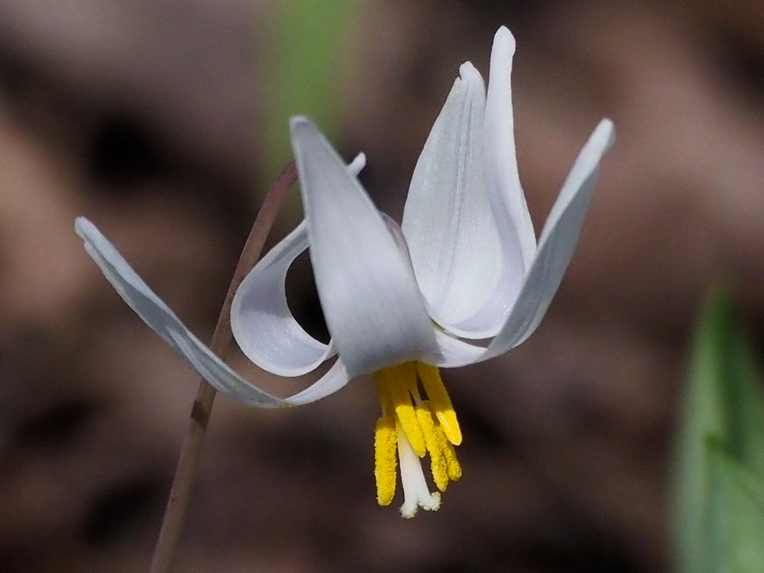 Petals tipped back on a sunny day