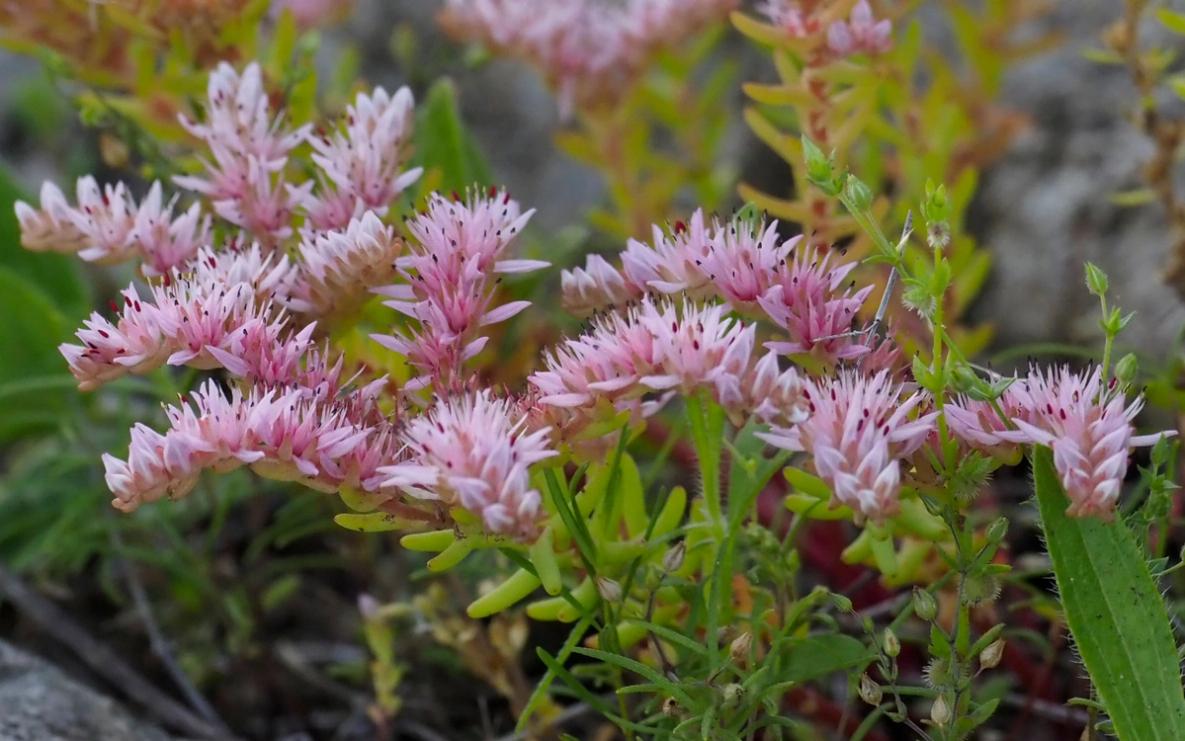 Flowering begins from the center to the tip 