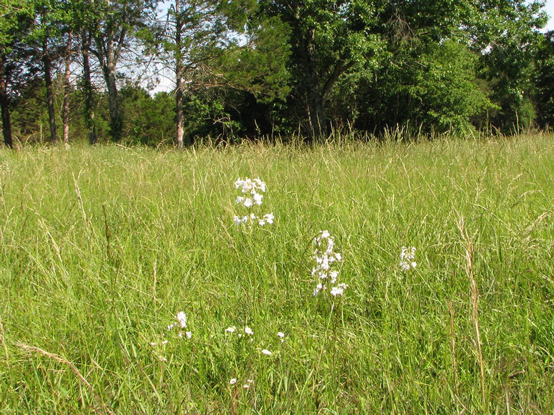 Grassland habitat
