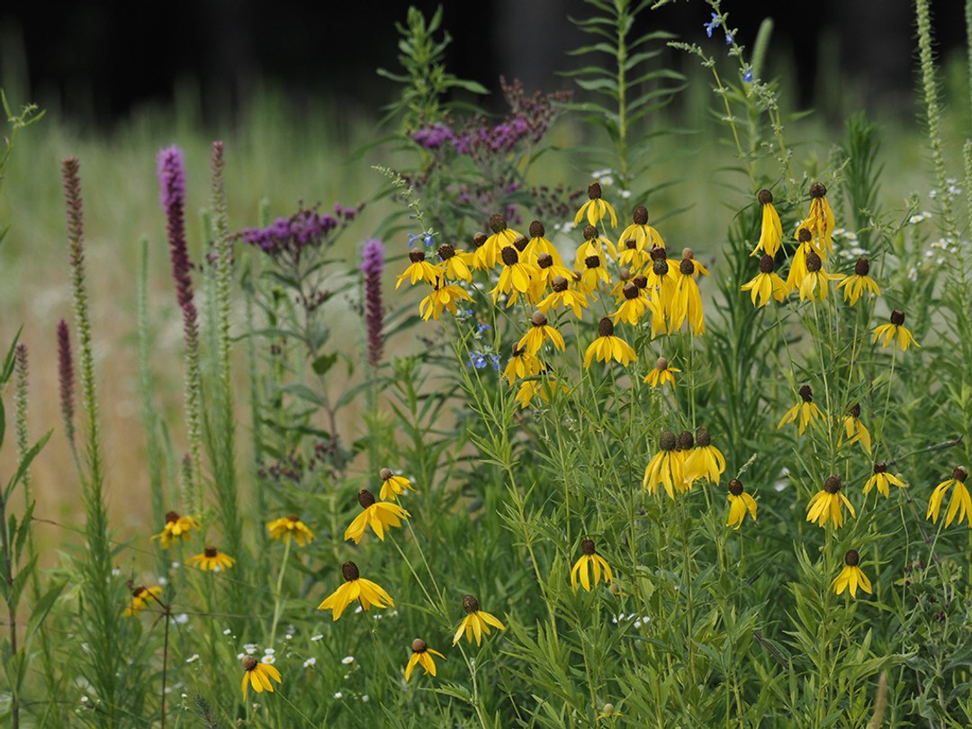 Prairie habitat