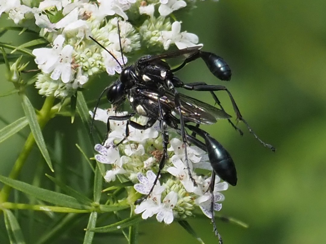 Gold-marked Thread-waisted Wasp