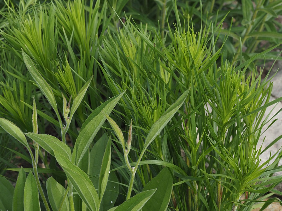 Spring leaves (Rudbeckia grandiflora in foreground)