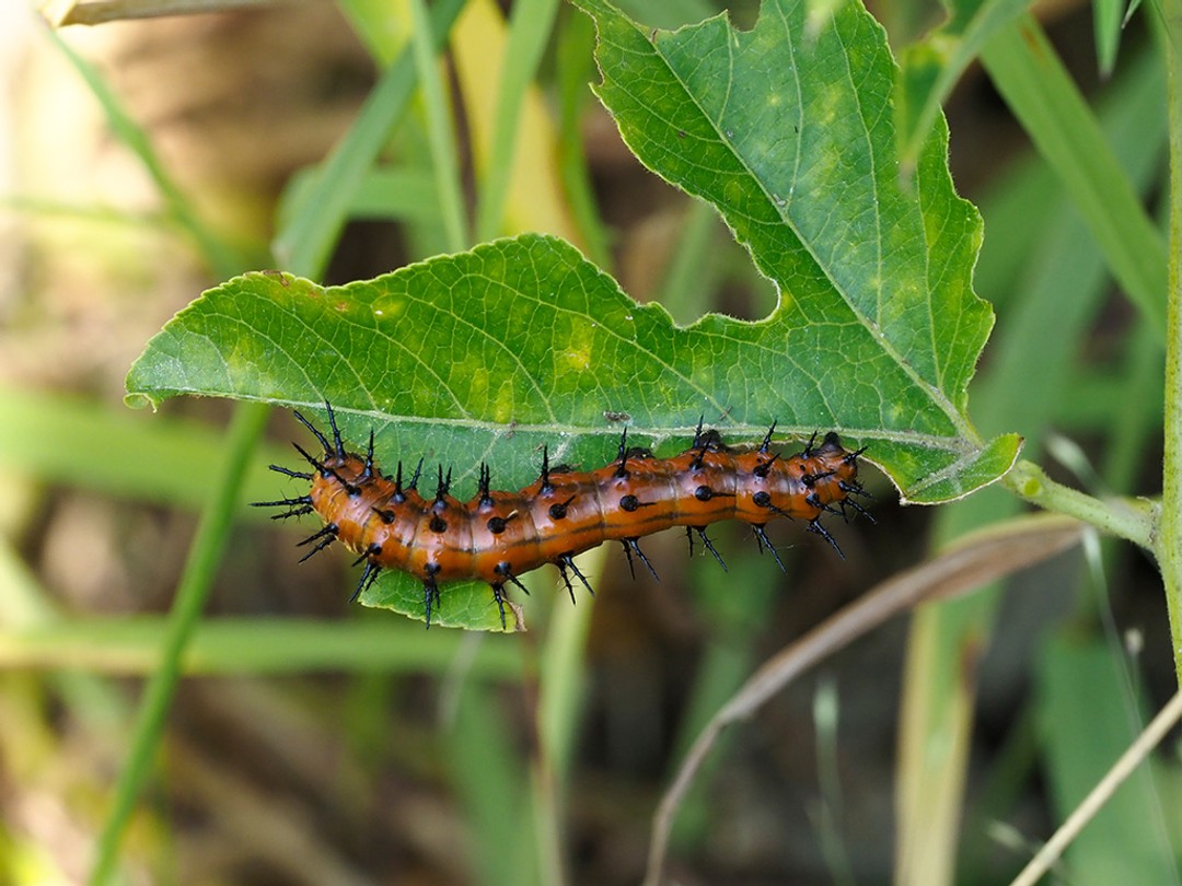 Gulf fritillary caterpillar