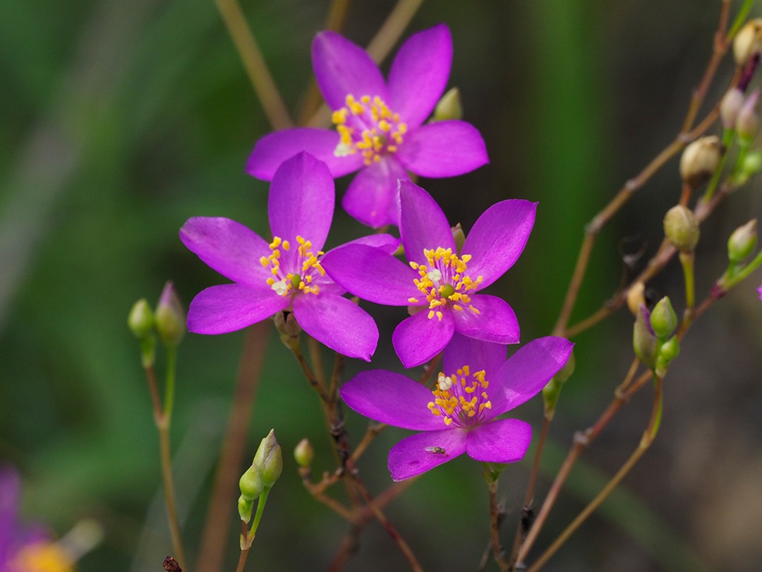 Fame flower (Phemeranthus calycinus)