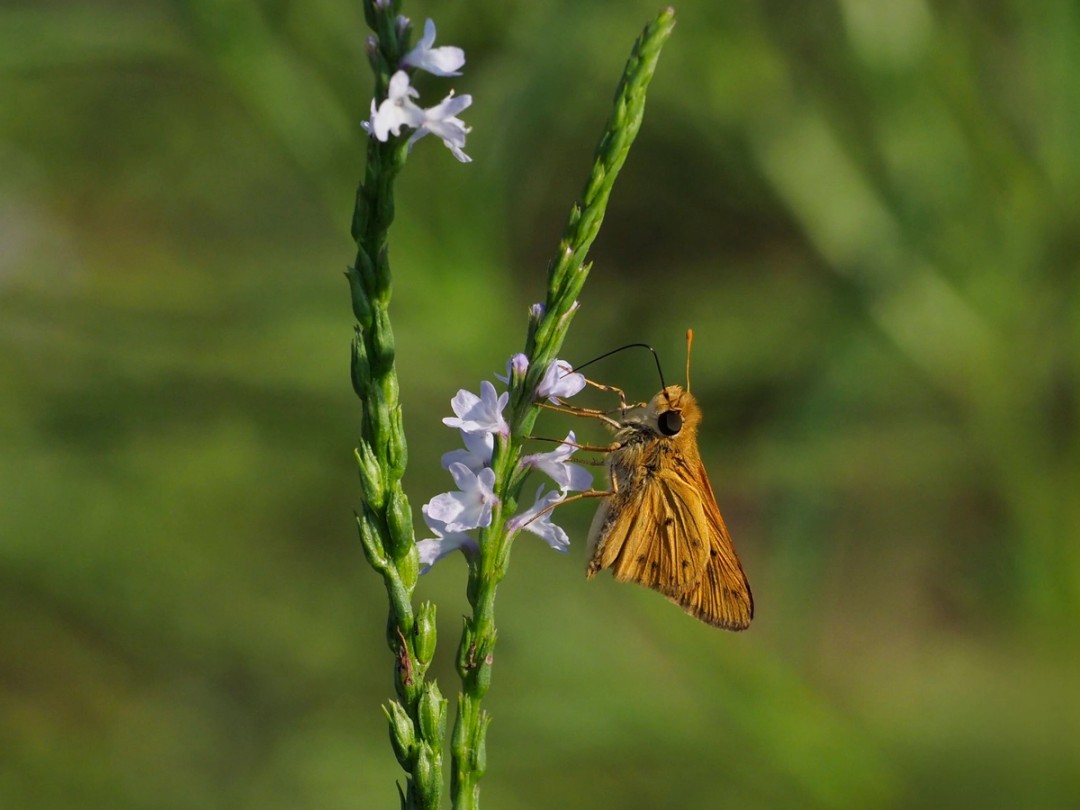 Fiery Skipper