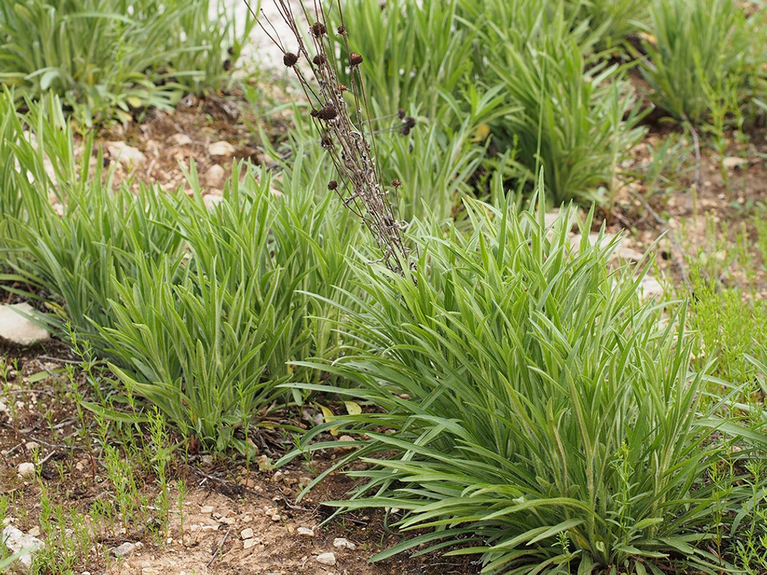 Basal rosettes before flowering