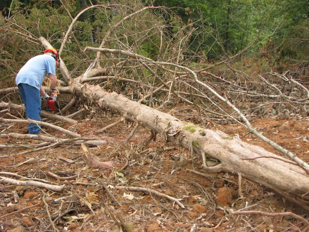 Culling cedar trees with chainsaw