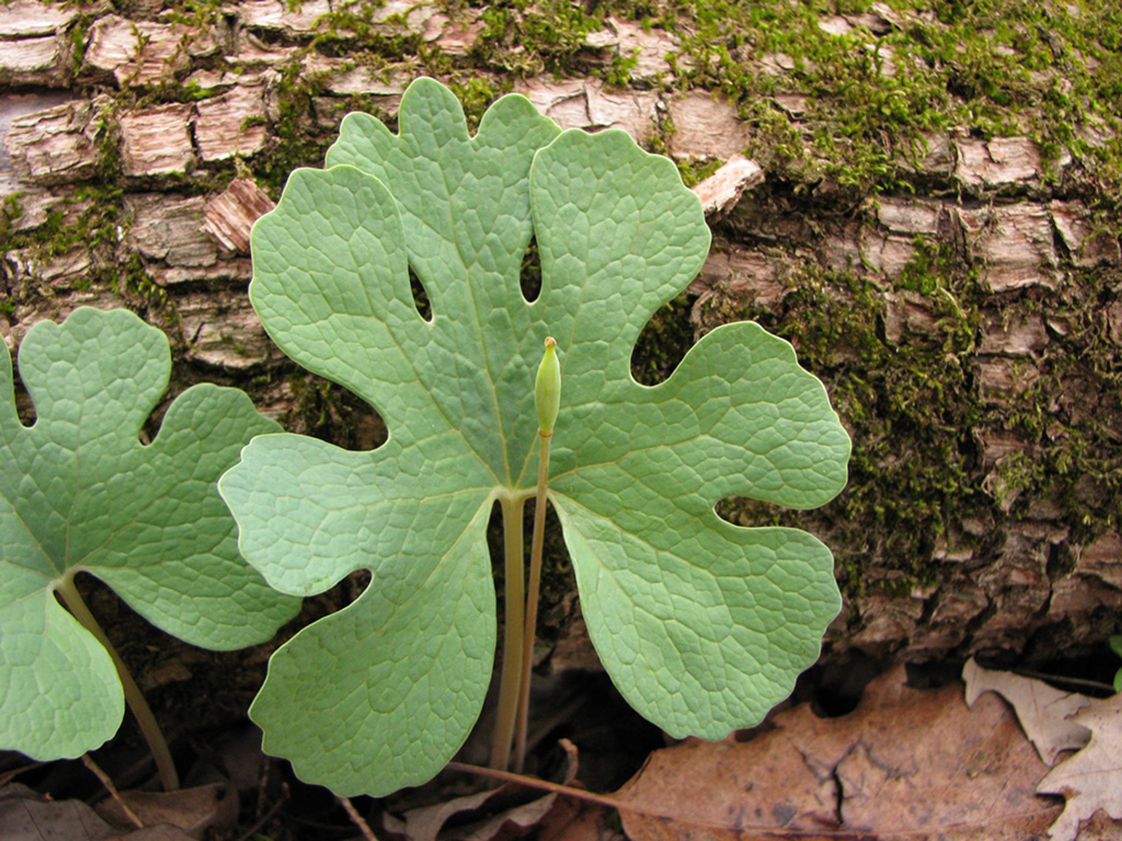 Fully opened leaf after flower petals have fallen