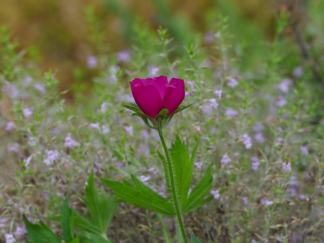 Callirhoee involucrata