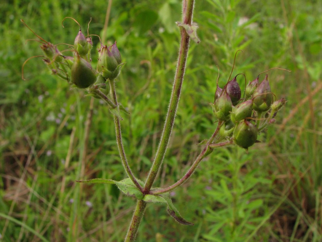 Unripe seed pods