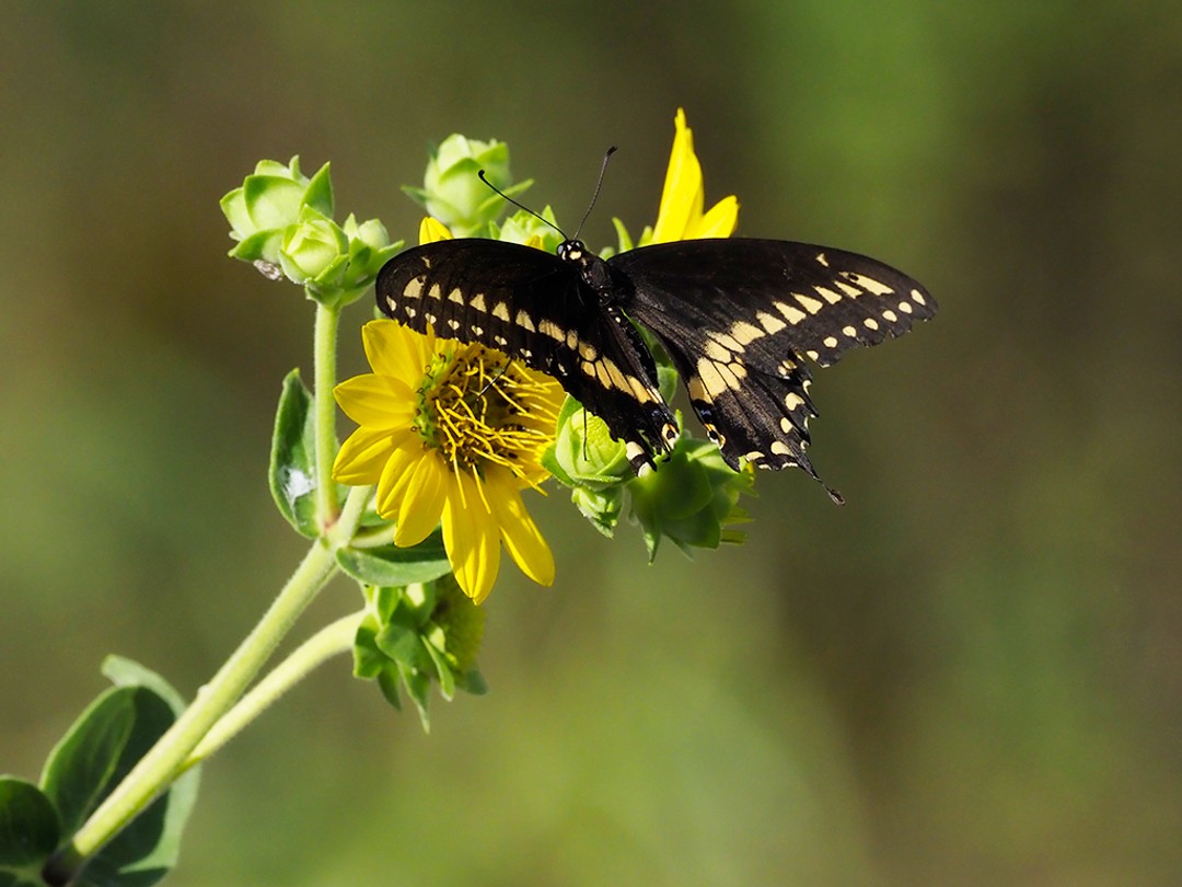 Black Swallowtail