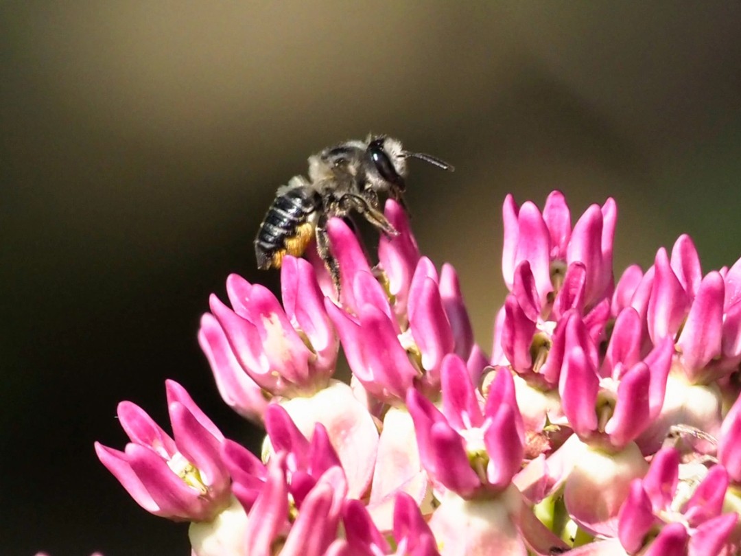 Megachile leafcutter bee
