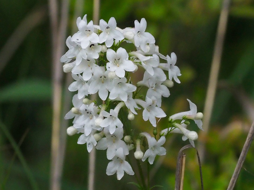 Bright white flowers