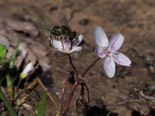 Black-shouldered Drone Fly