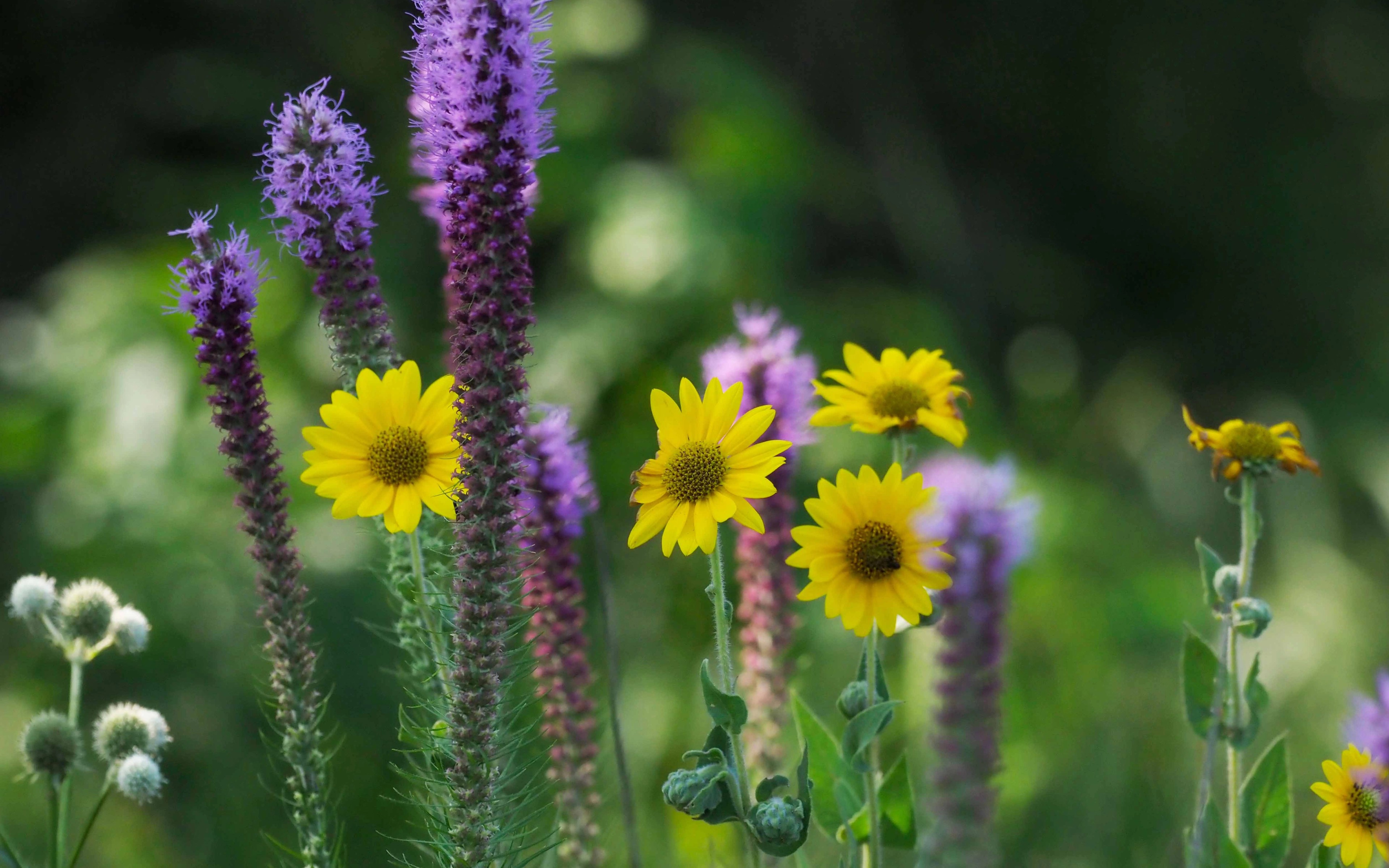 A picture of the Ozarkedge property