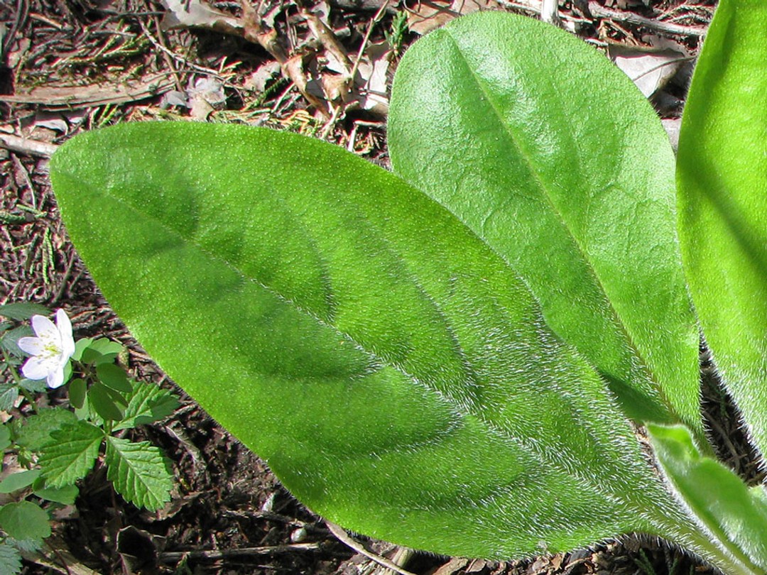 With Thalictrum thalictroides