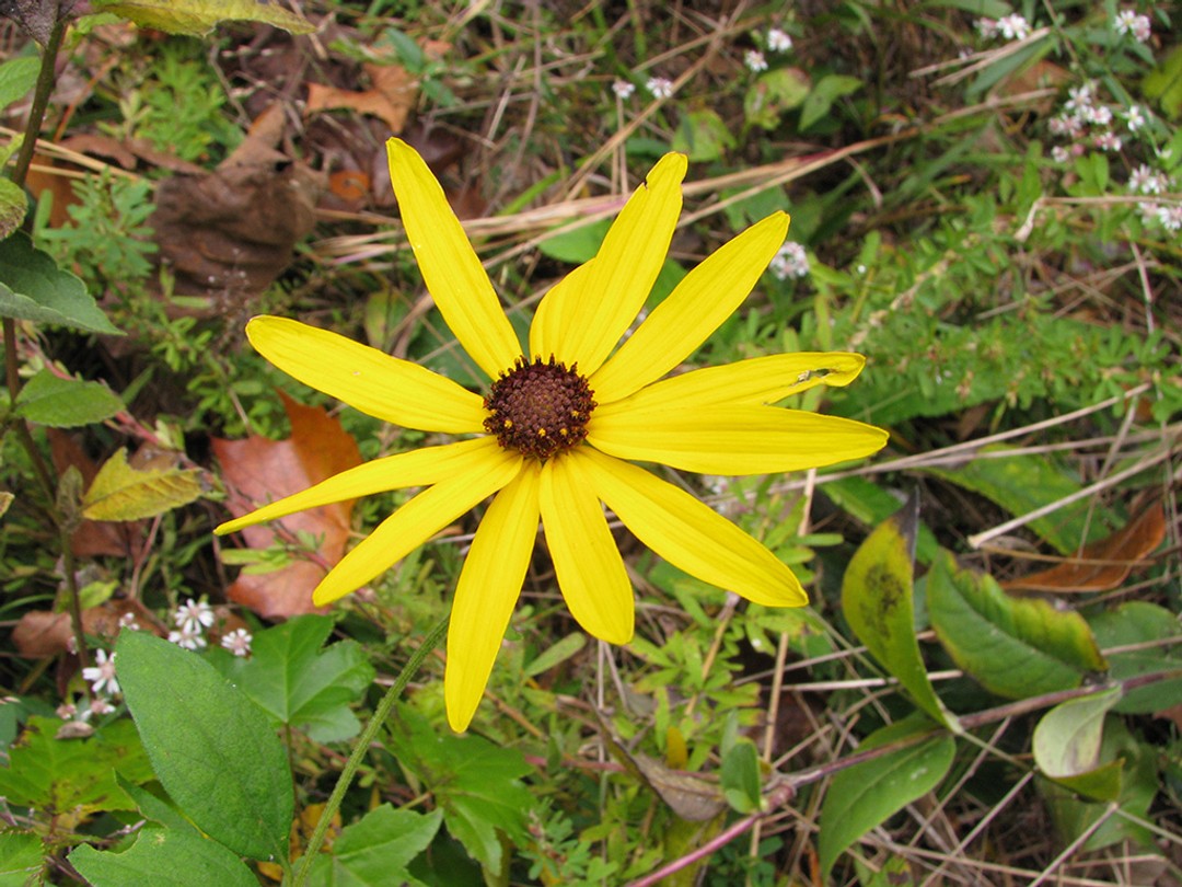 Symphyotrichum drummondii