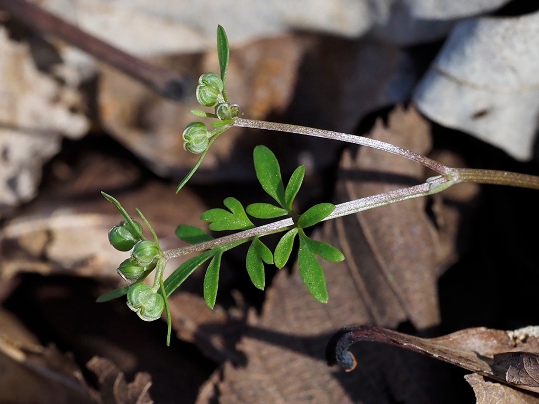 Close look at fruits