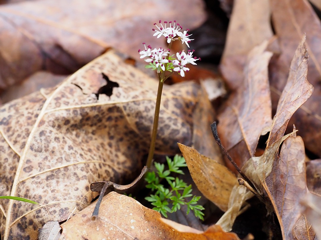 Flowers preceedinge leaves