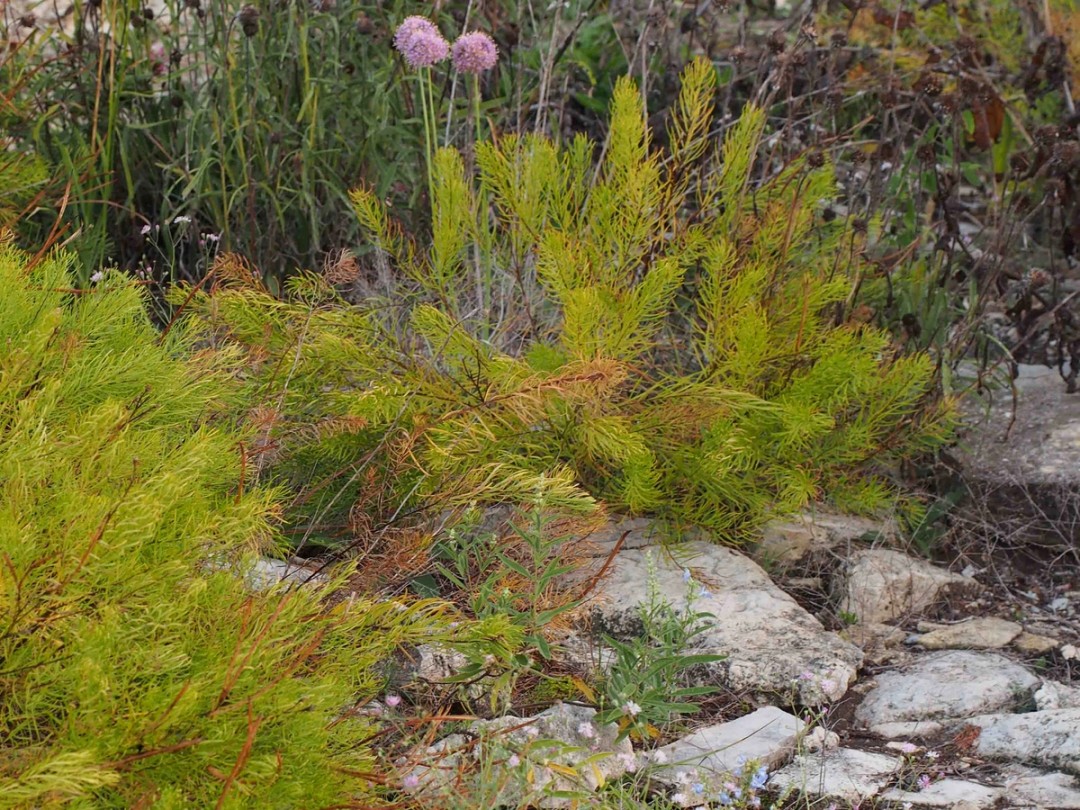 Glade habitat