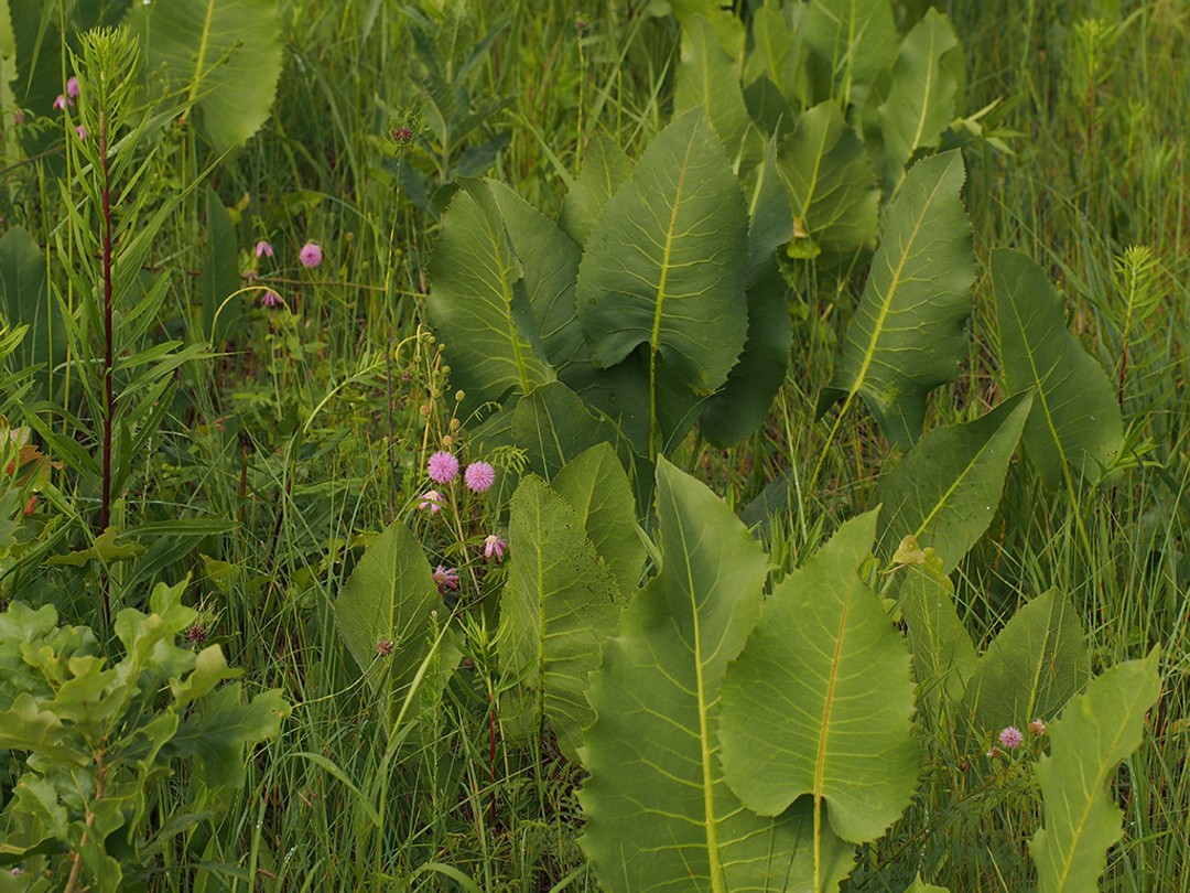 Glade, Woodland edge habitat