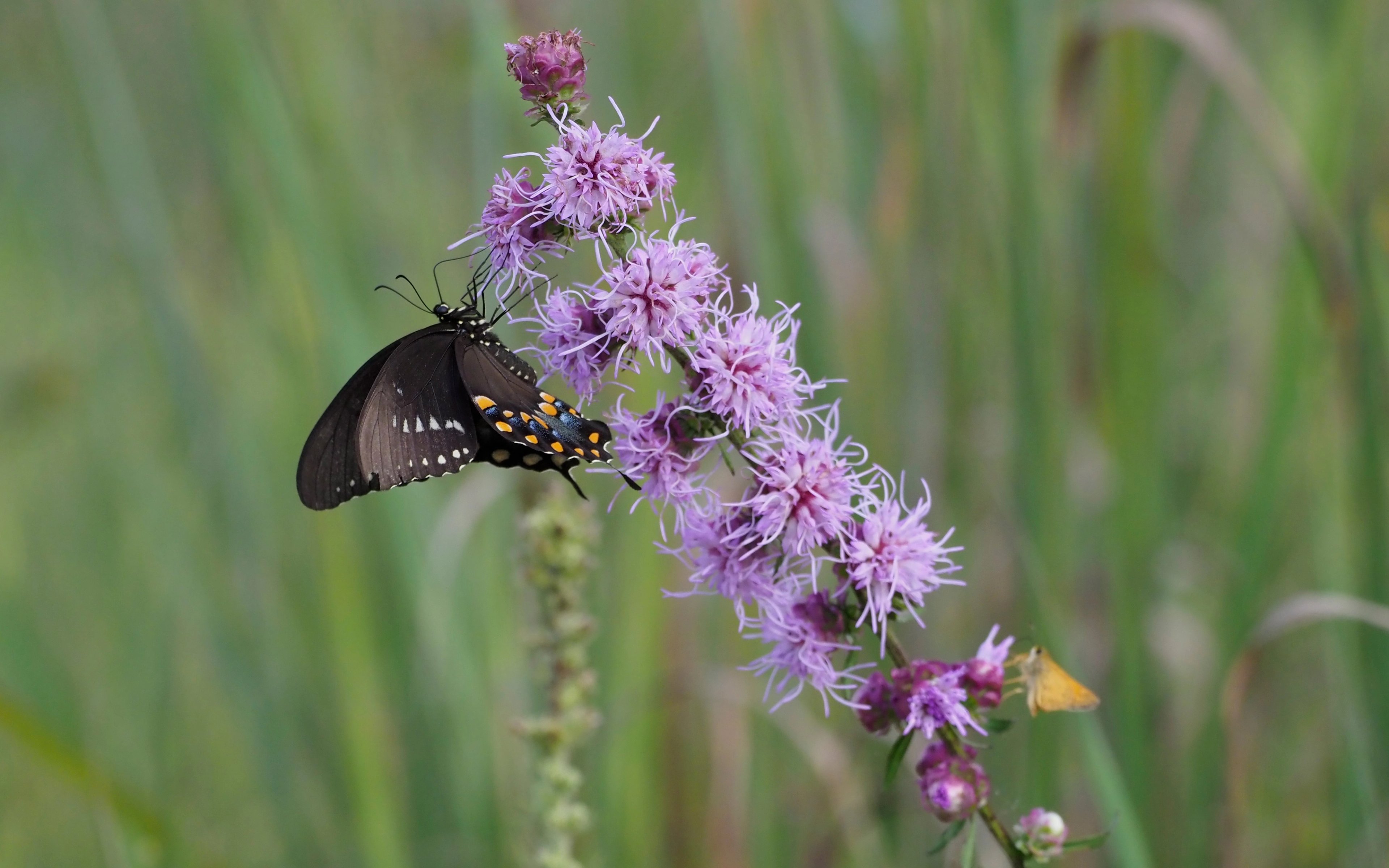 Liatris aspera with butterflies