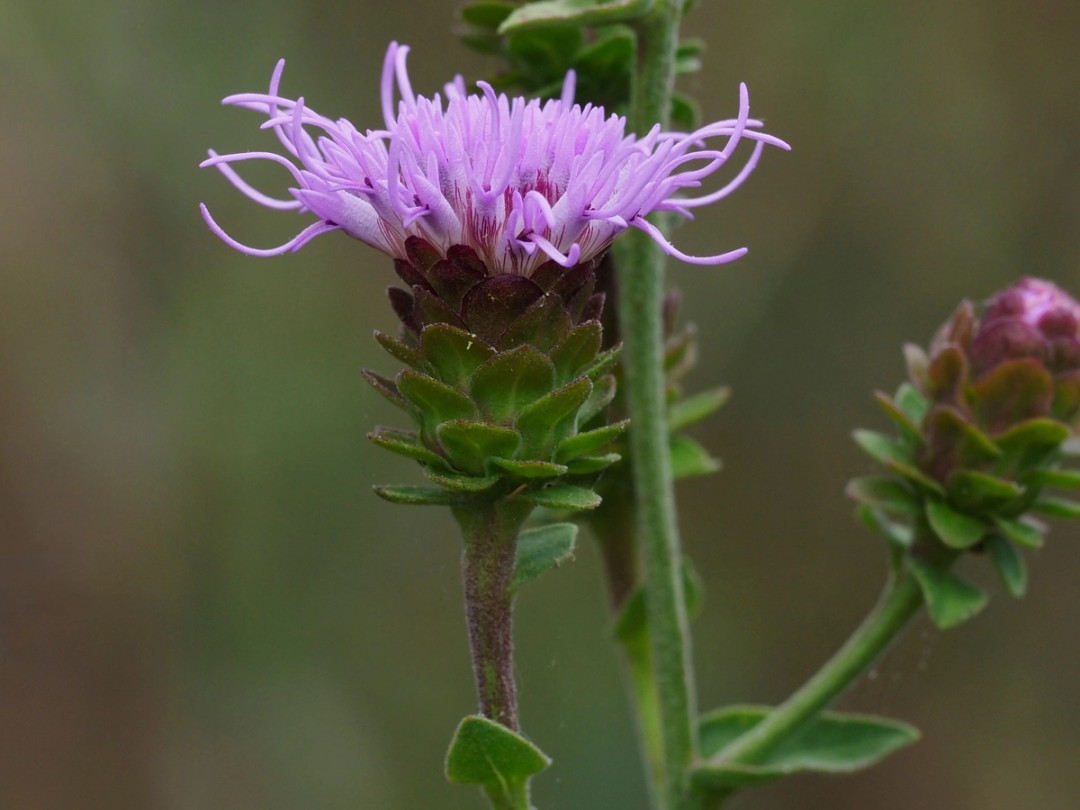 Large pink flowers