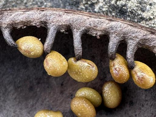 Close view of bean-shaped light brown seeds