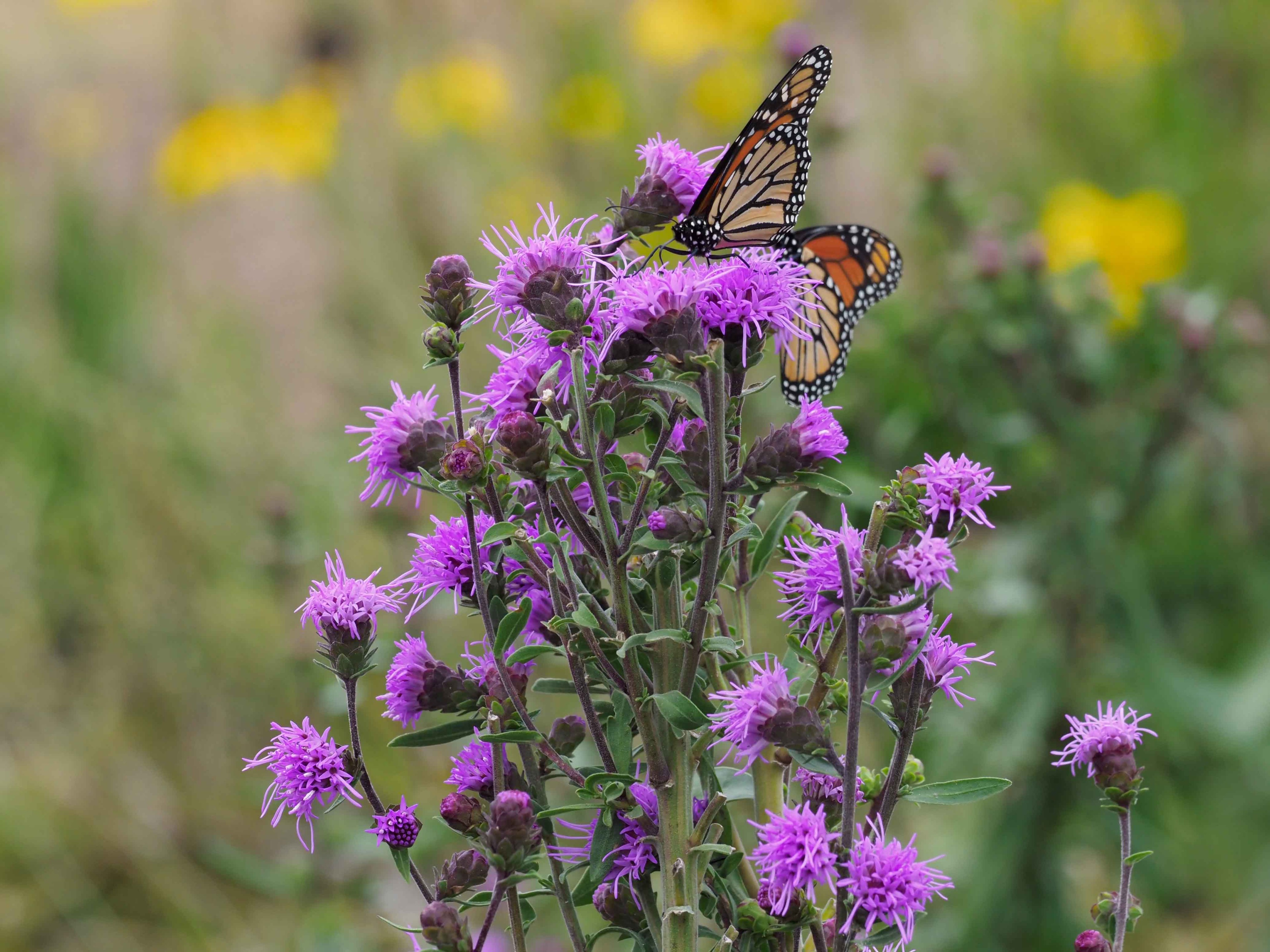 Liatris scariosa