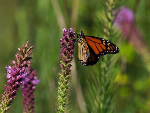 Monarch