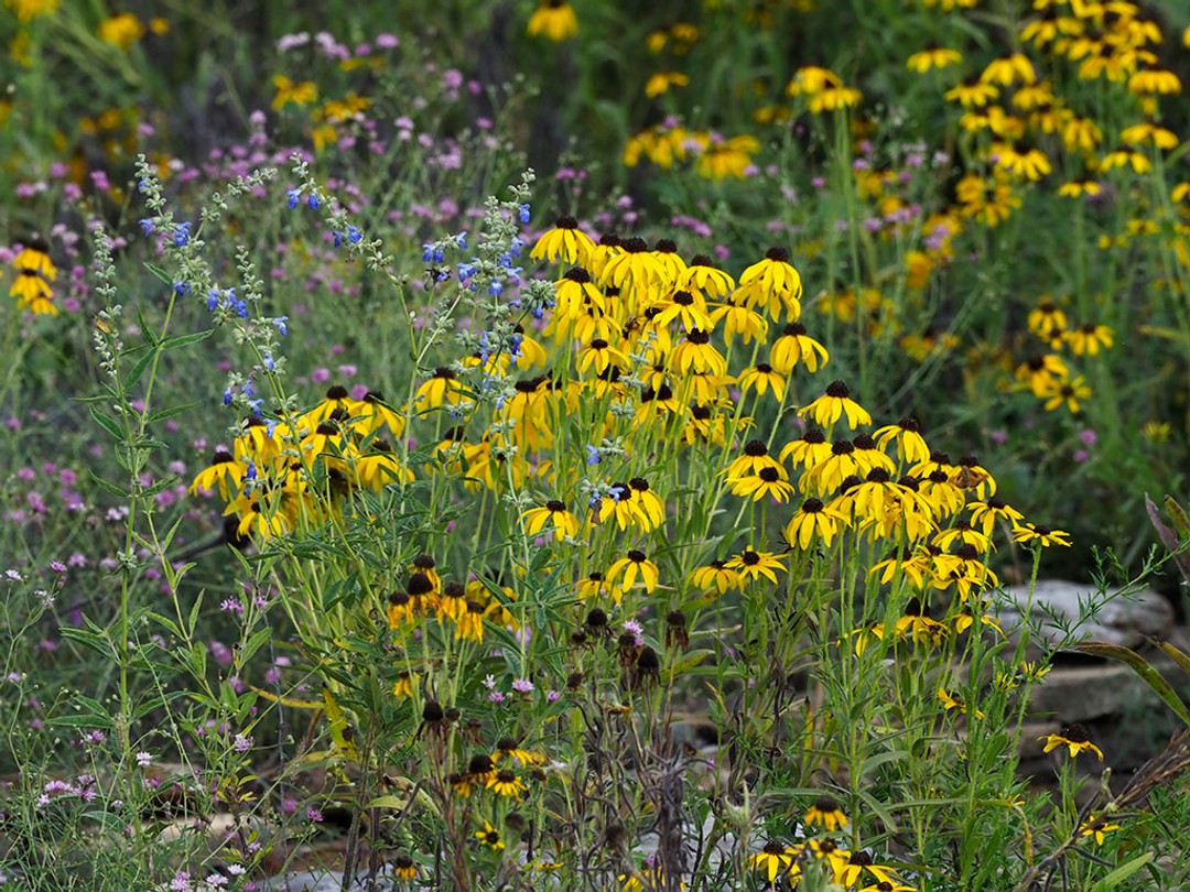 Rudbeckia, Palafoxia, Salvia
