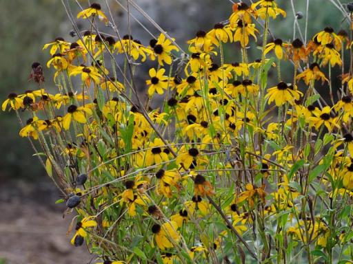 Flowers fading to orange