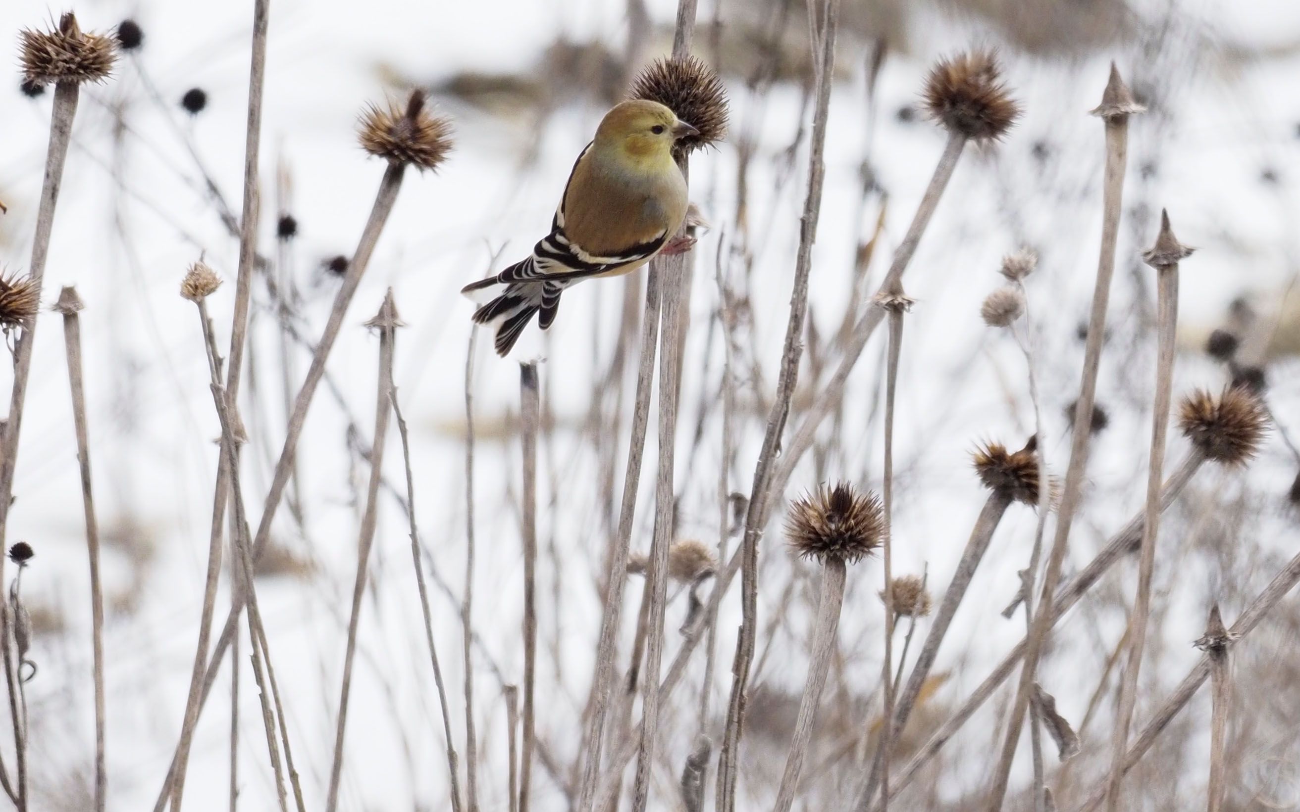 Goldfinch eating seeds from Glade coneflower on a snowy day