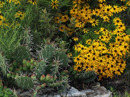 with Opuntia humifusa