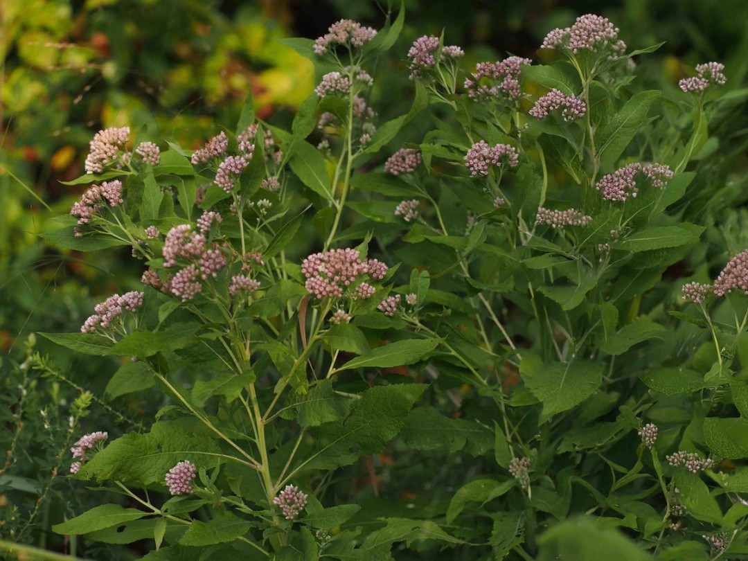 Peak flowering