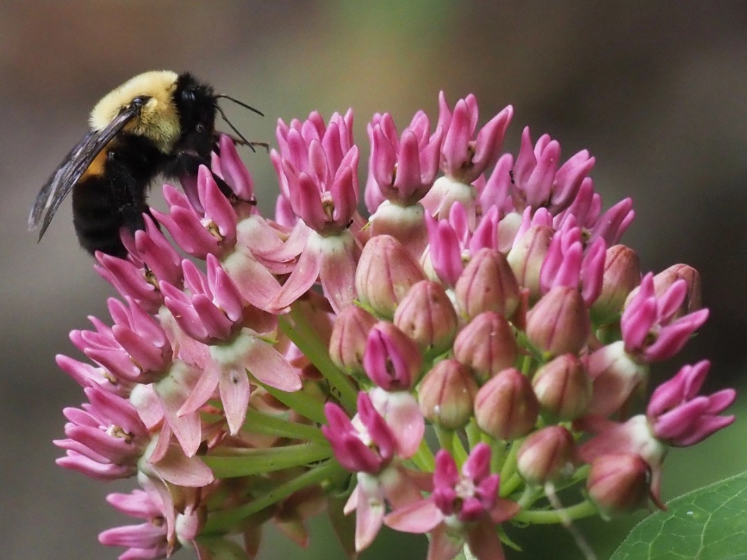 Brown belted bumble bee