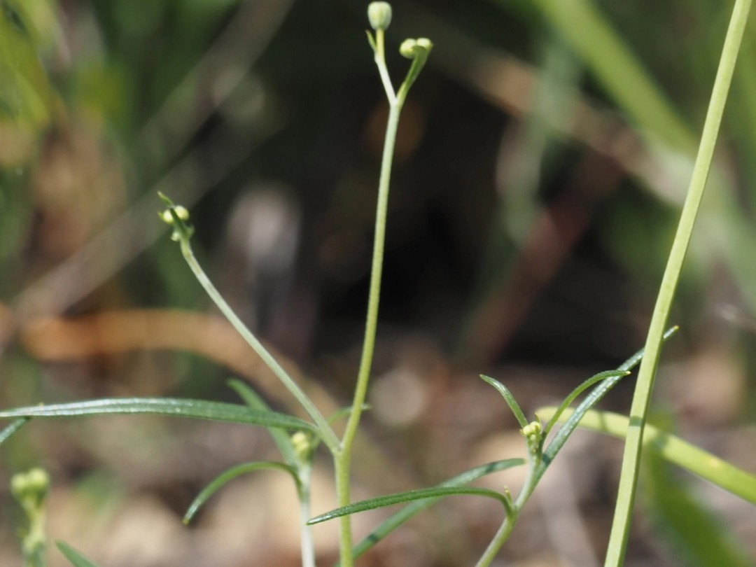 Early leaves
