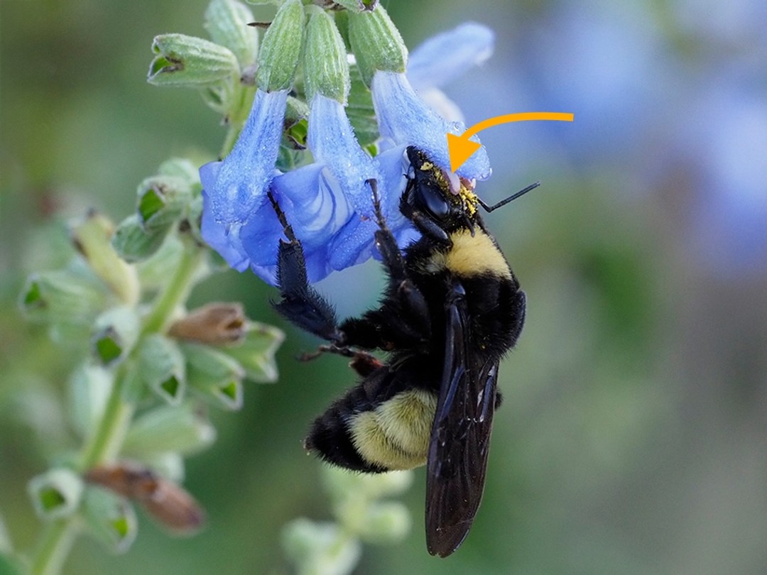 Stamen depositing pollen (arrow) 