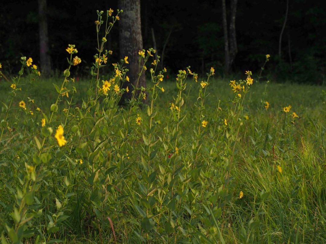 Woodland Edge Habitat