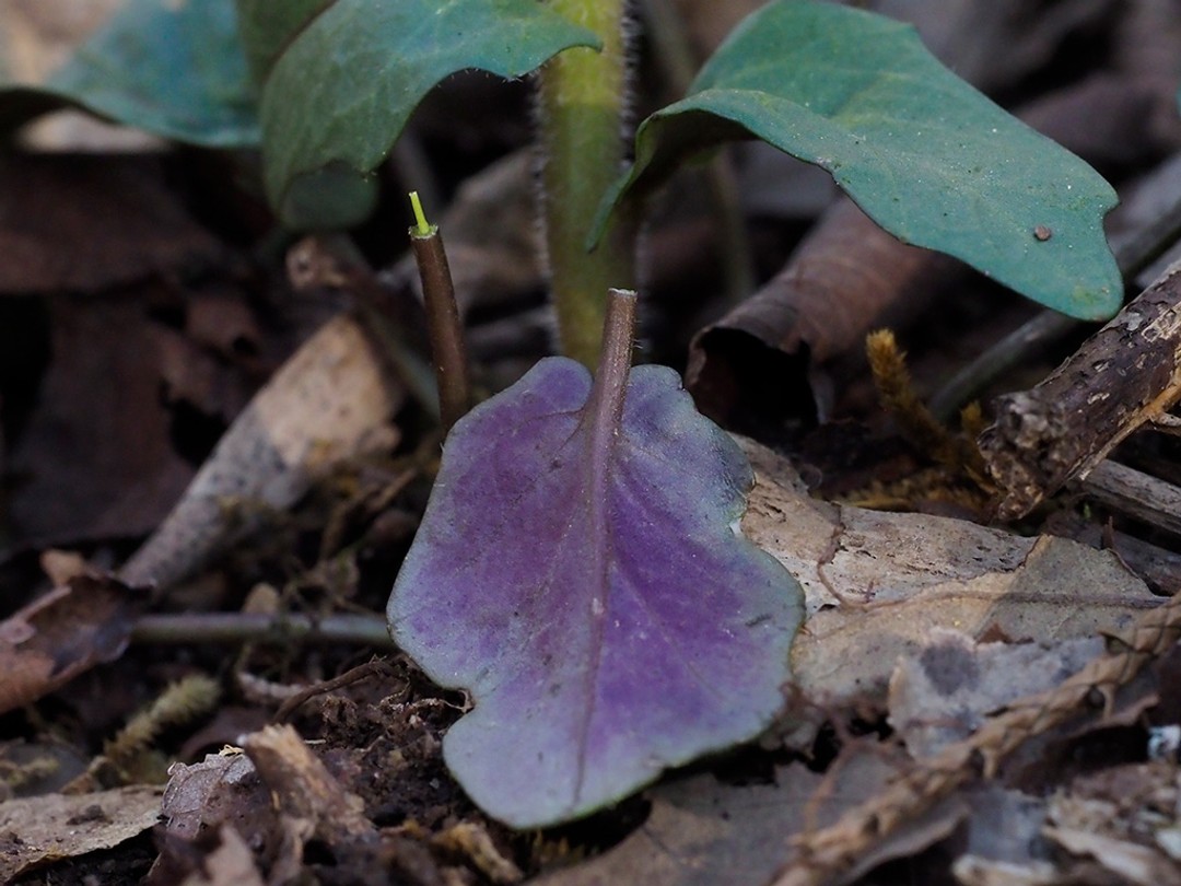 Basal leaves purple underneath