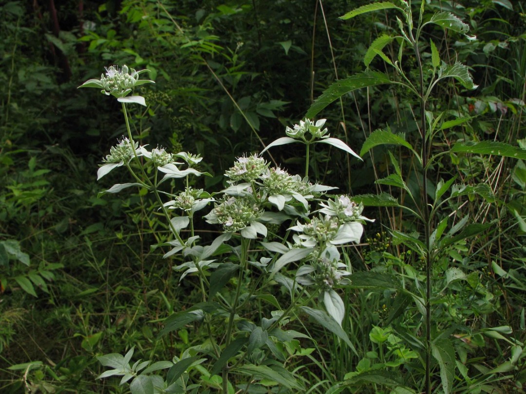 With Eupatorium serotinum