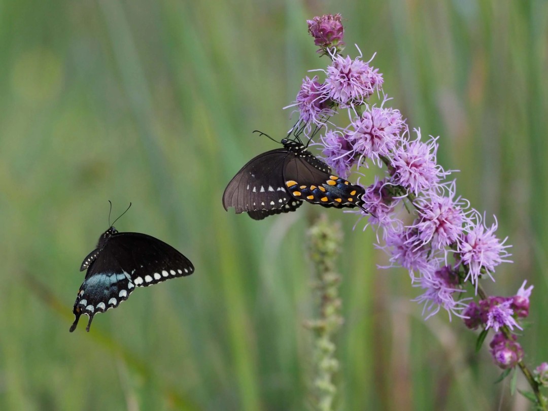 Male courting Female Spicebush Swallowtail