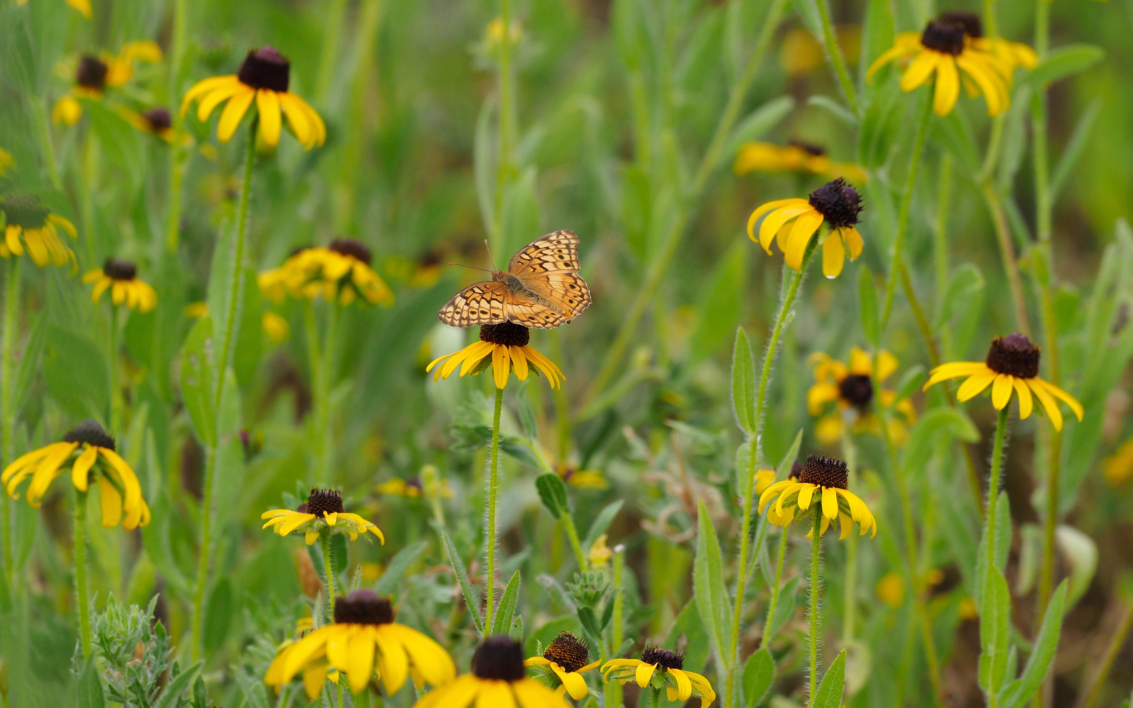 Rudbeckia hirta flowers with butterfly