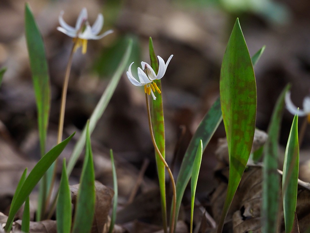 Green leaves with brown mottling